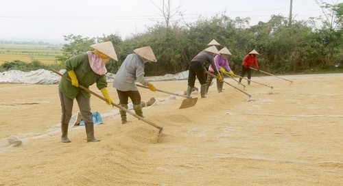 Descubren Krong No donde se cultiva arroz en suelo volcánico - ảnh 2