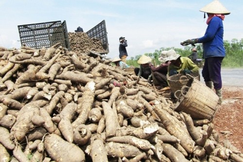 Las exportaciones de yuca de Vietnam pueden alcanzar los 2 mil millones de dólares en 2030 - ảnh 1