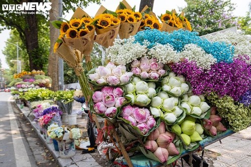Temporada de la floración de loto en Hanói - ảnh 1