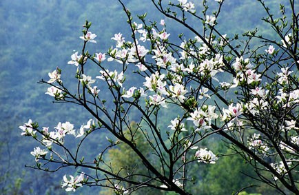 เพลง “Hoa ban trắng” หรือ “ดอกกาหลงสีขาว” - ảnh 1