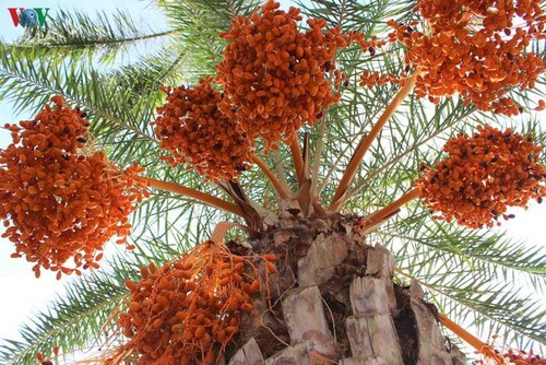 ความงามของสวนอินทผลัมหรือ Date Palm ที่ใหญ่ที่สุดในภาคตะวันตก - ảnh 11