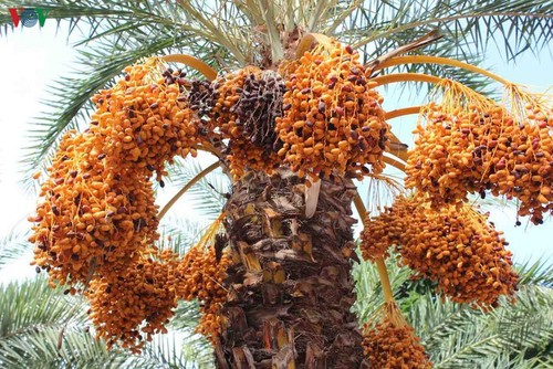 ความงามของสวนอินทผลัมหรือ Date Palm ที่ใหญ่ที่สุดในภาคตะวันตก - ảnh 1