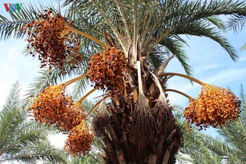 ความงามของสวนอินทผลัมหรือ Date Palm ที่ใหญ่ที่สุดในภาคตะวันตก - ảnh 3