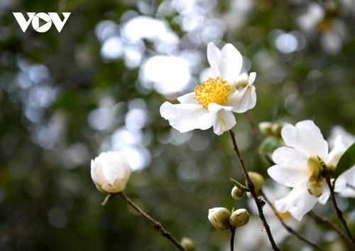 ไปเที่ยวชายแดนเพื่อชมความงามของดอกคาร์มีเลีย (Camellia) สีขาว - ảnh 2