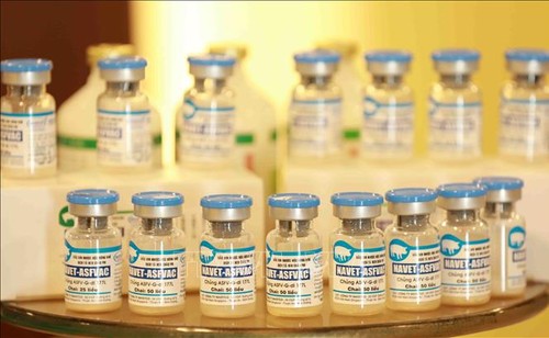 เวียดนามได้รับความสนใจหลังส่งออกวัคซีนป้องกันโรคอหิวาต์แอฟริกาในสุกรหรือ ASF ครั้งแรก - ảnh 1