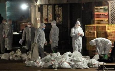 China confirms 2 more H7N9 cases  - ảnh 1