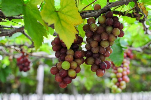 Ninh Thuan to host International Grapes and Wine festival  - ảnh 1