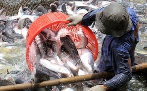 US Senate votes to end catfish inspection program  - ảnh 1