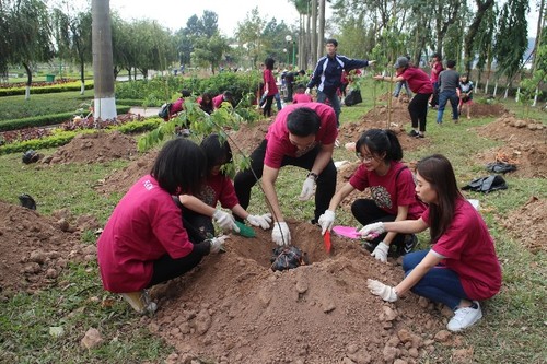 500 additional cherry trees planted in Hoa Binh Park - ảnh 1