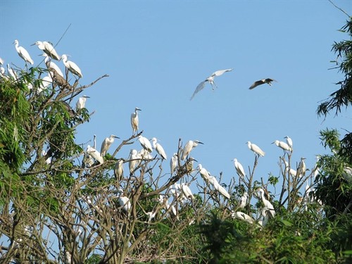 Chi Lăng Nam stork island in Hải Dương province - ảnh 2