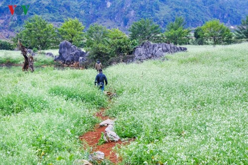 A visit to Ang village and Doi cave in Moc Chau, Son La - ảnh 1