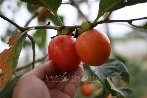 Persimmons – a specialty of Da Lat in Vietnam’s Central Highlands - ảnh 1