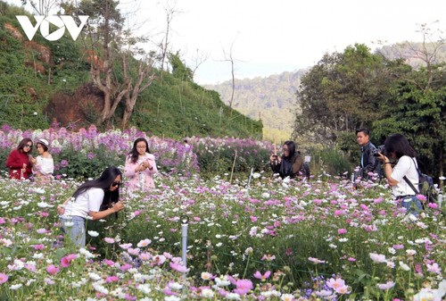 Agricultural tourism in Lam Dong province - ảnh 1