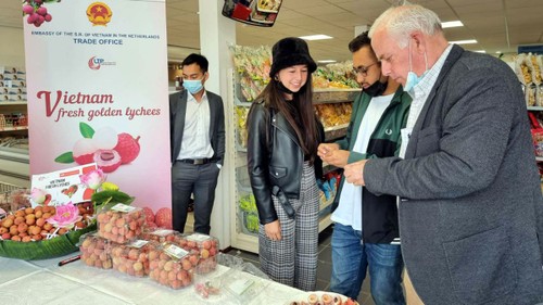 Vietnam’s fresh lychees hit the shelves in Netherlands - ảnh 1