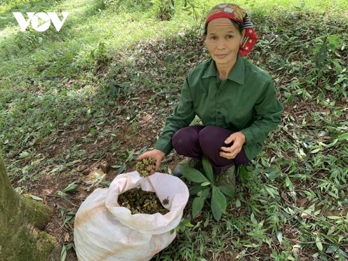 Lang Son province-kingdom of star anise in Vietnam - ảnh 1