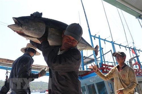 Tuna industry grows 16% in 2021 - ảnh 1