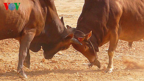 Einzigartiger Rinderkampf auf dem Liebesmarkt Khau Vai - ảnh 2
