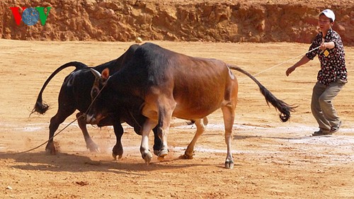 Einzigartiger Rinderkampf auf dem Liebesmarkt Khau Vai - ảnh 3