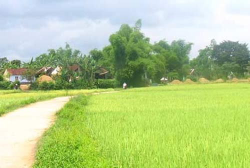 Einigkeiten in Neugestaltung ländlicher Gebiete in Binh Dinh - ảnh 1