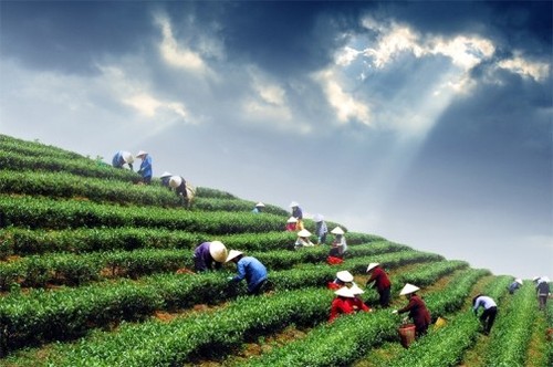Entdeckung des Teeanbaugebiets Tan Cuong - ảnh 1
