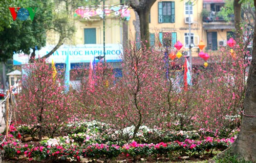 Frühlingsstimmung: Bunte Blumen rund um den Hoan Kiem-See - ảnh 2