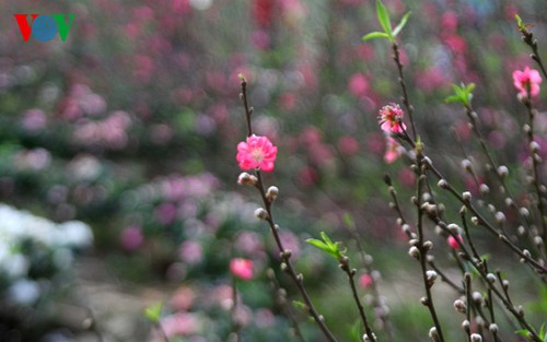 Frühlingsstimmung: Bunte Blumen rund um den Hoan Kiem-See - ảnh 3