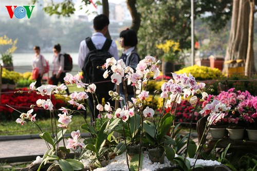 Frühlingsstimmung: Bunte Blumen rund um den Hoan Kiem-See - ảnh 4