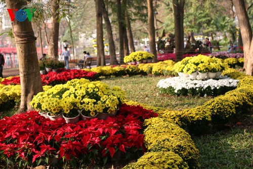 Frühlingsstimmung: Bunte Blumen rund um den Hoan Kiem-See - ảnh 5