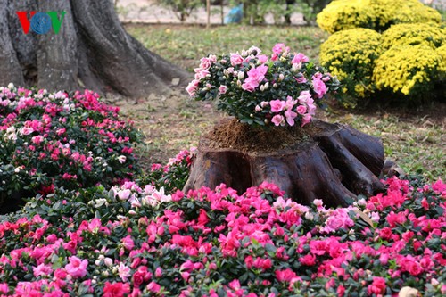 Frühlingsstimmung: Bunte Blumen rund um den Hoan Kiem-See - ảnh 7