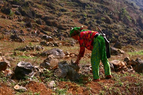 Harte Arbeit – das Pflanzen von Setzlingen auf dem Bergplateau Dong Van - ảnh 3