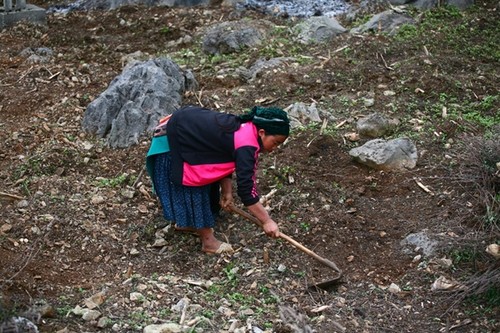 Harte Arbeit – das Pflanzen von Setzlingen auf dem Bergplateau Dong Van - ảnh 4