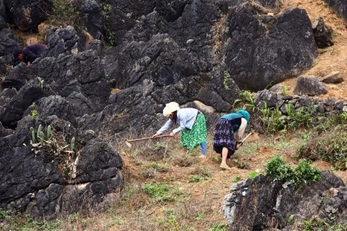 Harte Arbeit – das Pflanzen von Setzlingen auf dem Bergplateau Dong Van - ảnh 6