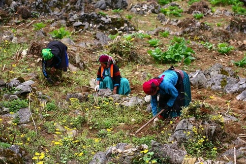 Harte Arbeit – das Pflanzen von Setzlingen auf dem Bergplateau Dong Van - ảnh 5