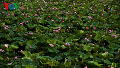 Die sanfte Schönheit der Lotusblumen in Hue - ảnh 1