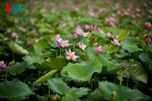 Die sanfte Schönheit der Lotusblumen in Hue - ảnh 2