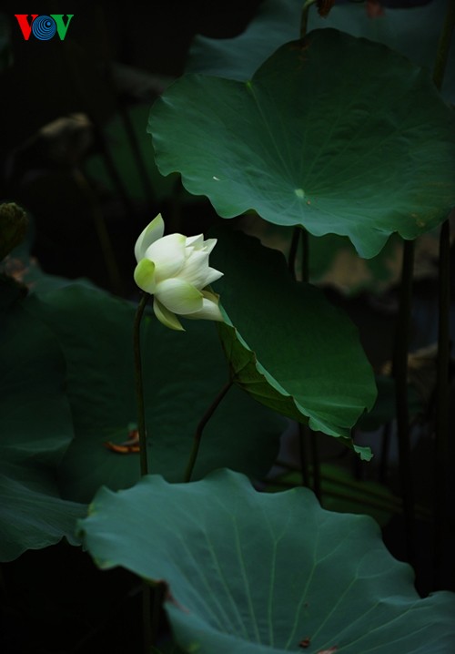 Die sanfte Schönheit der Lotusblumen in Hue - ảnh 3