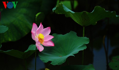 Die sanfte Schönheit der Lotusblumen in Hue - ảnh 4