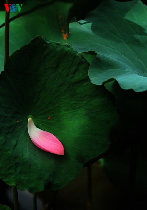 Die sanfte Schönheit der Lotusblumen in Hue - ảnh 5