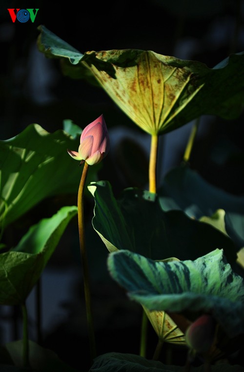 Die sanfte Schönheit der Lotusblumen in Hue - ảnh 6