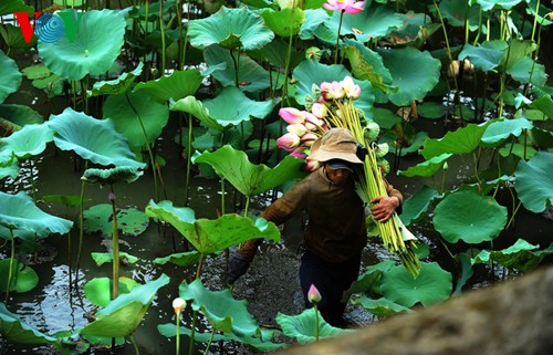 Die sanfte Schönheit der Lotusblumen in Hue - ảnh 8