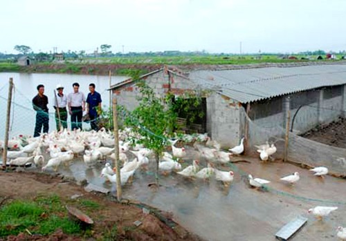 Ausweg aus der Armut durch das neue landwirtschaftliche Modell in Ninh Binh - ảnh 1