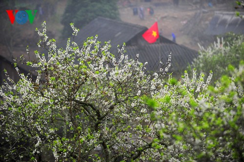 Weiße Pflaumenblüten in Moc Chau vor dem Neujahrsfest Tet - ảnh 8