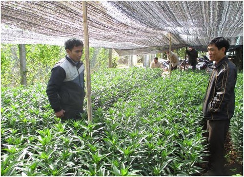 Die Gemeinde Da Ron wendet die Hochtechnologie in Landwirtschaft an - ảnh 1