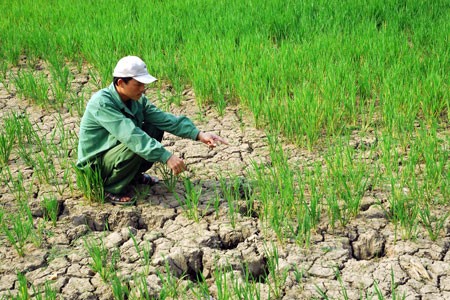 Bewohner im Mekong-Delta ergreifen Maßnahmen zur Anpassung an den Klimawandel - ảnh 1