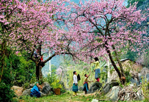 Neuer Frühling bei allen Vietnamesen - ảnh 1