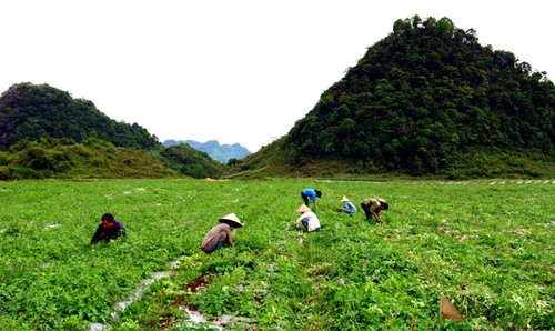 Kreis Quan Ba in der Provinz Ha Giang pflanzt Kräuter zur Verbesserung des Lebens - ảnh 1