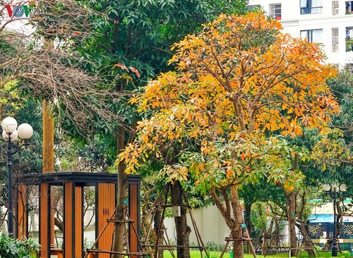 Die romanische Schönheit der Stadt Hanoi in der Zeit, in der Bäume ihre Blätter wechseln - ảnh 11