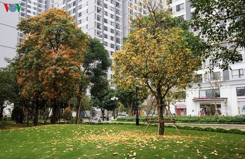 Die romanische Schönheit der Stadt Hanoi in der Zeit, in der Bäume ihre Blätter wechseln - ảnh 1
