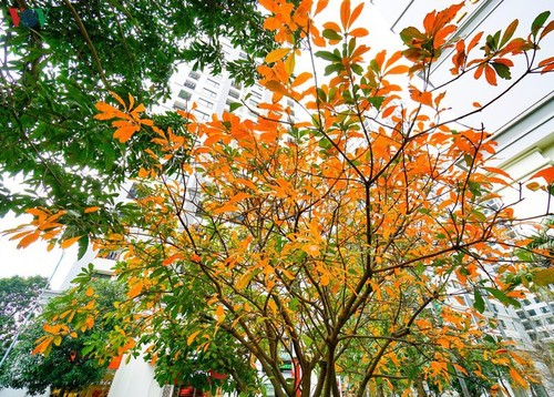 Die romanische Schönheit der Stadt Hanoi in der Zeit, in der Bäume ihre Blätter wechseln - ảnh 3