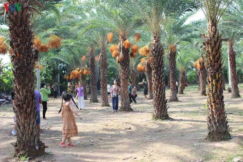 Schönheit des größten Dattelgartens in Südwestvietnam bewundern - ảnh 5